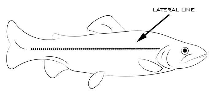 Illustration of fish showing lateral line