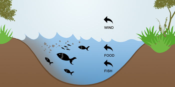 The wind's effect on bodies of water and fish